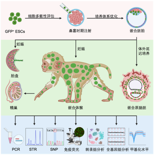 國(guó)際首次！中國(guó)科學(xué)家成功構(gòu)建胚胎干細(xì)胞嵌合體猴(圖3)